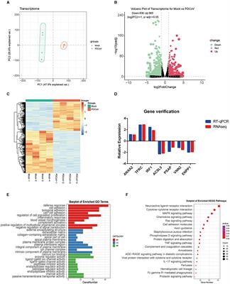 Comprehensive transcriptomic and metabolomic analysis of porcine intestinal epithelial cells after PDCoV infection